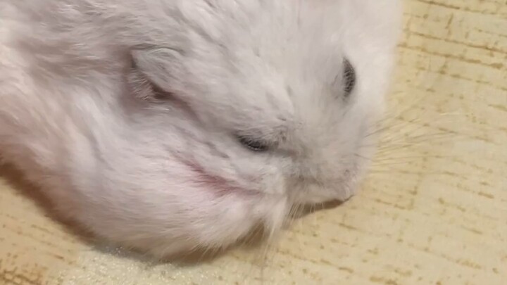 Biskuit Tikus hadir lagi🫓
