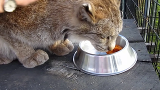 Max Canada Lynx ชอบฟักทองกระป๋อง