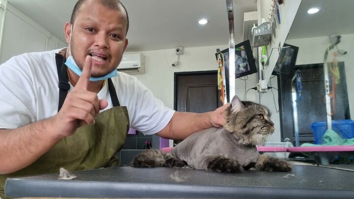 แนะนำเทคนิคตัดขนแมว