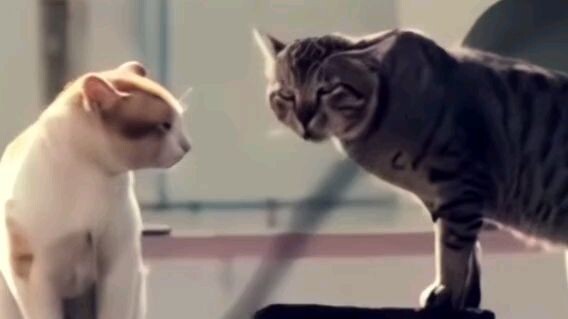 แมวเป้า