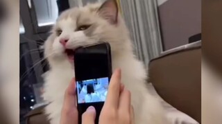 ทีมเหมียวเหมียวจอมสิ้นเปลือง