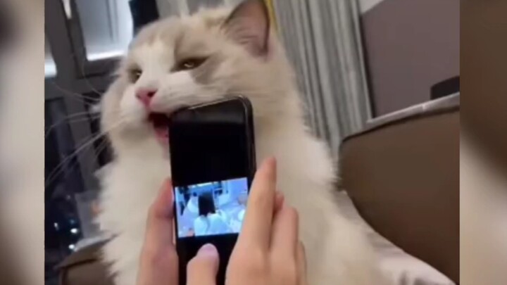 Đội mèo phá gia chi tử