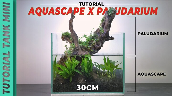 Simpel Banget!!! Tutorial mudah Aquascape semi Paludarium untuk Pemula