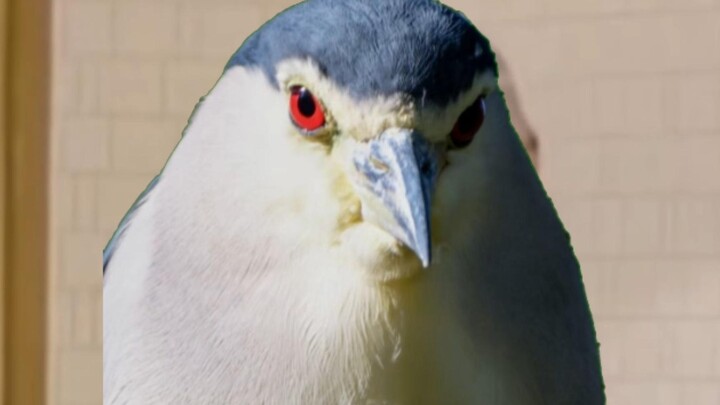 เขตดูนกของเราเองก็มีระบบวรรณะ