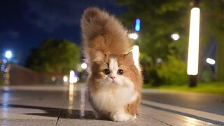 كيف يمكن لقطة صغيرة أن تخاف من الأعاصير!