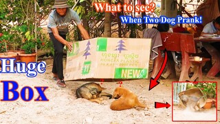 New Prank Dog! Super Huge Box vs Two Sleep Dog Prank, Try Not to Laugh 2021