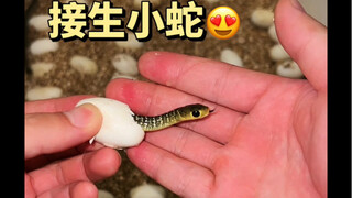 This is the first little snake I delivered in 2022~