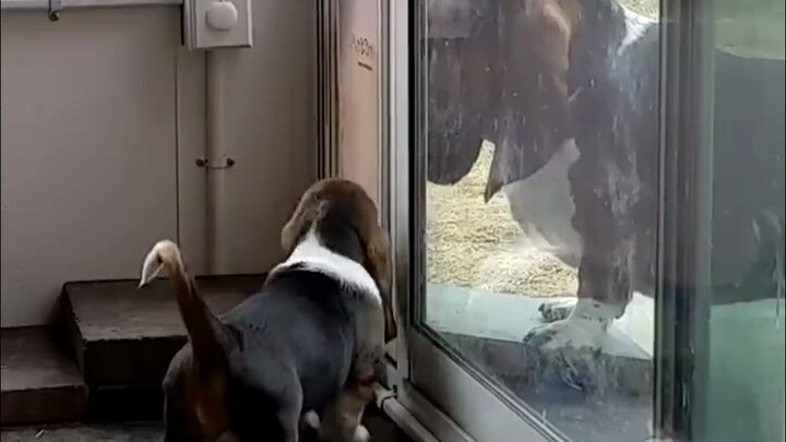 The puppy may be clumsy, but it has a patient mom dog.