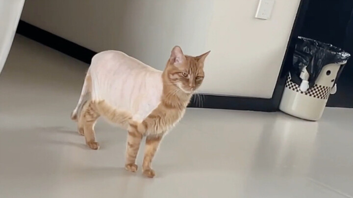 Kucing: Siapa yang mengajarimu mencukur bulu seperti ini?