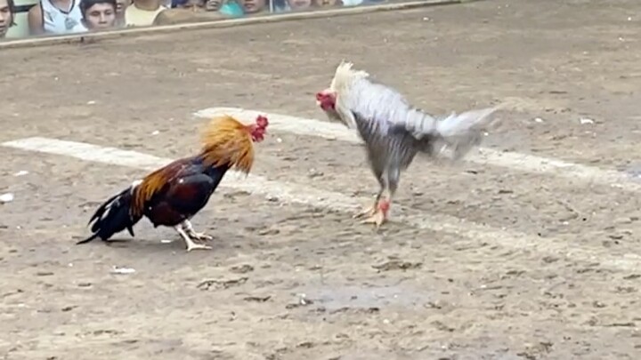 Bulik Vs Texas, Lucena Vs Sanpablo 88k parada dehado LAST FIGHT #Sabong