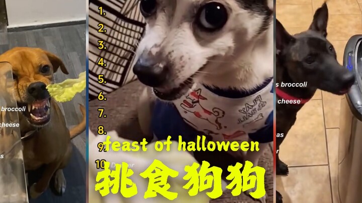 Reaksi anjing saat diberi sayuran 🥦