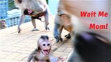 Oh My God! Baby Monkey Millie Runs Escaping from Male Monkey Coming