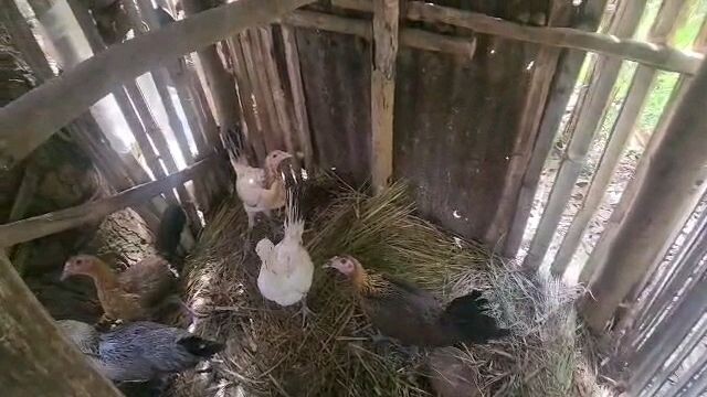 Hatchgrey  X Raptor Sweater