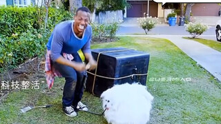 事实证明 他不适合养狗… 哈哈哈哈哈哈哈