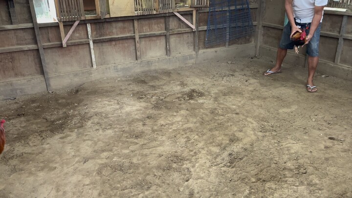 Practice Sabong Pinas BUTCHER & palahi