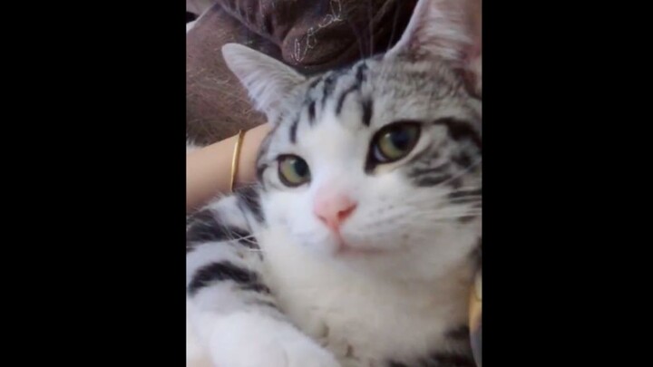 Kucing paling imut yang bikin cowok macho nggak tahan: tetap memesona meski nggak manja!