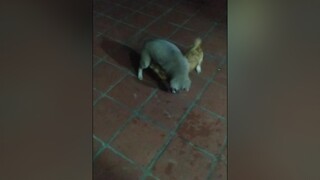 Lại oánh nhau. yeucho yeuchomeo cún cúncon chó chómèo chócon chó_cưng chókhôn yeuchomeo cưng chócute pet dog dogsoftiktok doggo