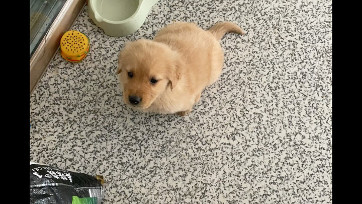 Bought a little Golden Retriever despite my mom’s objections