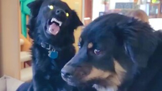Funniest Animals Moments #35