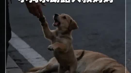 Chó mẹ bị xe đâm ngã, chỉ còn thoi thóp – Chó con chạy khắp nơi cầu cứu nhưng đều thất bại – Cái kết