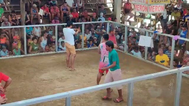 2cocks ulotan champion in  cabay march 16 2024