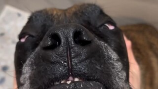 第一视角：马士提夫犬睡前洗护全流程