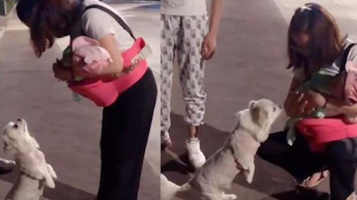 A dog keeps chasing after a passerby holding a baby, begging to see it. When the mom squats down to 
