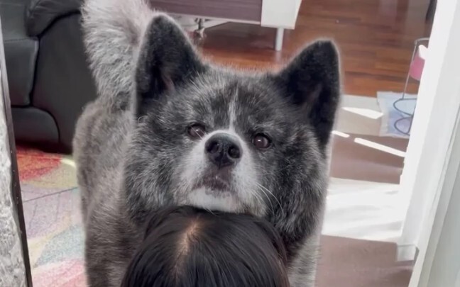 This dog is so weird and cute!
