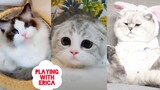Dirumah Aja Kucing Imut Bikin Gemas | Funny Cute Cat And Kitten