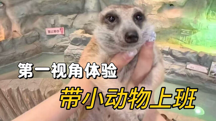 First-person experience: bringing your pet to work!
