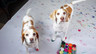 Dogs Have Fun Painting สุนัขน่ารัก Maymo และ Penny
