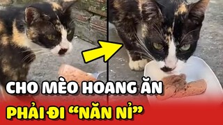 NGƯỢC ĐỜI với chiếc mèo hoang muốn CHO ĂN thì Sen phải NĂN NỈ 😂 | Yêu Lu