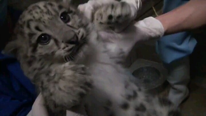 [Snow Leopard] [Reposted] Leopard Cub’s 4th Health Check! That little expression and tiny paws are j