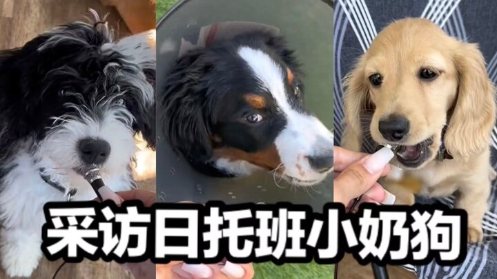 Wawancara Imersif dengan Anak-Anak Anjing di Tempat Penitipan Siang!