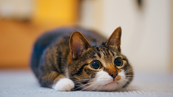 آه آه آه آه آه!