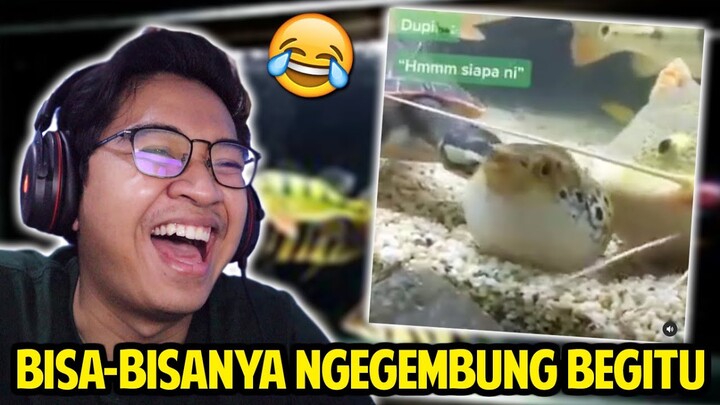 BISA-BISANYA NGEGEMBUNG BEGITU! KENAPA SIH KOCAK BANGET KELAKUANNYA! REACTION VIDEO LUCU HEWAN!