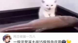 😹: Tại sao tôi lại ở đây?😱😱