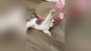 Chân dung con lăng quăng yang hồ kitten cat xuhuong mèo TheThaoMoiNgay fyp