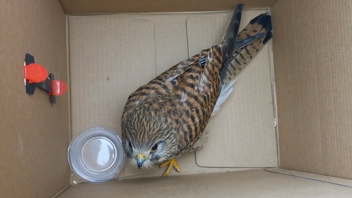 Sudah kembali ke pusat lagi, si elang merah yang malas berusaha ini~