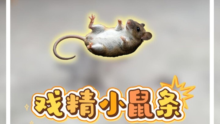Tikus Pemain Drama