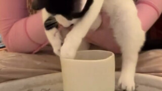 Kucing sapi benar-benar menjadi legenda