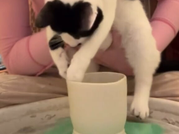 The milk cow cat has truly become legendary!