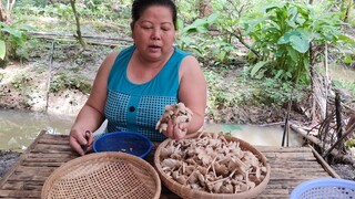 Phát Hiện Ụ Nấm Mối Ngoài Vườn Liền Hái Vào Chế Biến Món Ăn| TKQ & Family T789