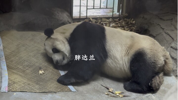 ผางต้าไห่ก่อนนอนหยิบเสื่อเย็นผืนเล็กของตัวเองมาคลุมตัว น่ารักเหมือนเด็กน้อยจนชวนให้เคลิ้มไปเลย