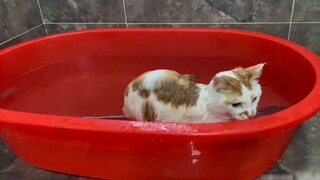 Pidan, kucing ini tidak puas lagi dimandikan, ia ingin melakukannya sendiri