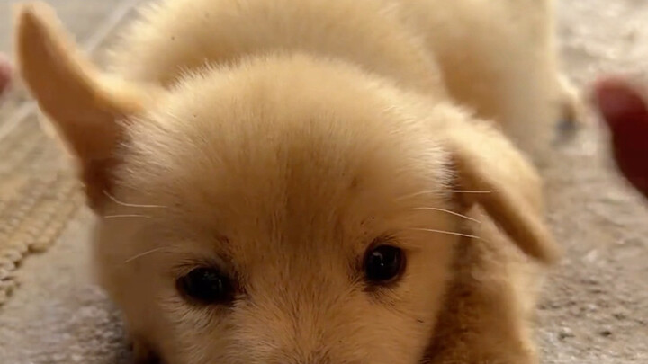 หมาตัวนี้อารมณ์คงที่ เลี้ยงง่ายสุดๆเลย