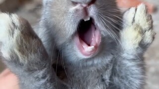 Rabbit, I'm just speechless! #cute pets#