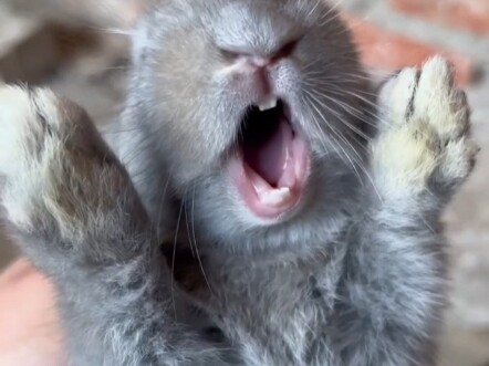 Rabbit, I'm just speechless! #cute pets#