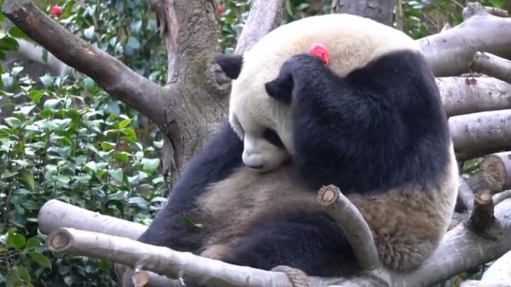 It even knows to pin flowers behind Duoduo—Flower-Pinning Little Bear