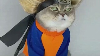 Ketika orang asing bekerja di dataran tinggi, itu benar-benar harus hilang, kucing Naruto~